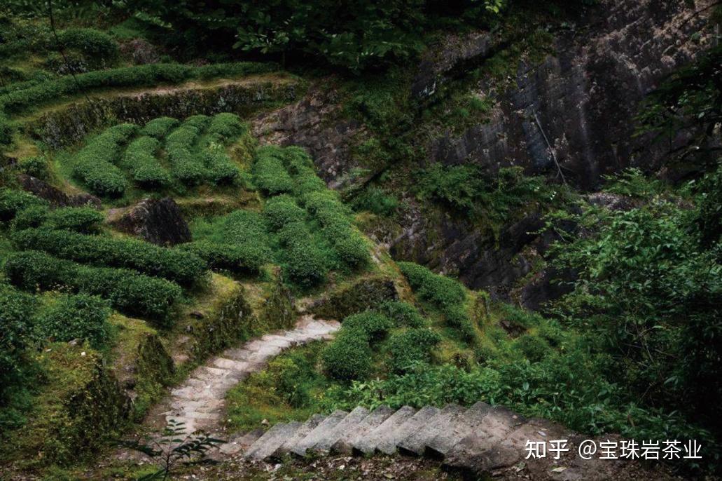 揭秘武夷正岩山场竹窠,一个藏在武夷山深处的秘境茶园! - 知乎