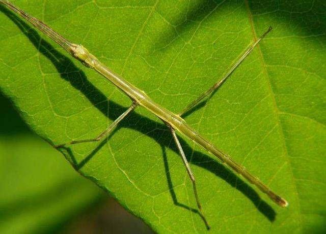 一种虫子就像没了肉只有骨头很小很小有很细的虫一只像人的爪子的虫子