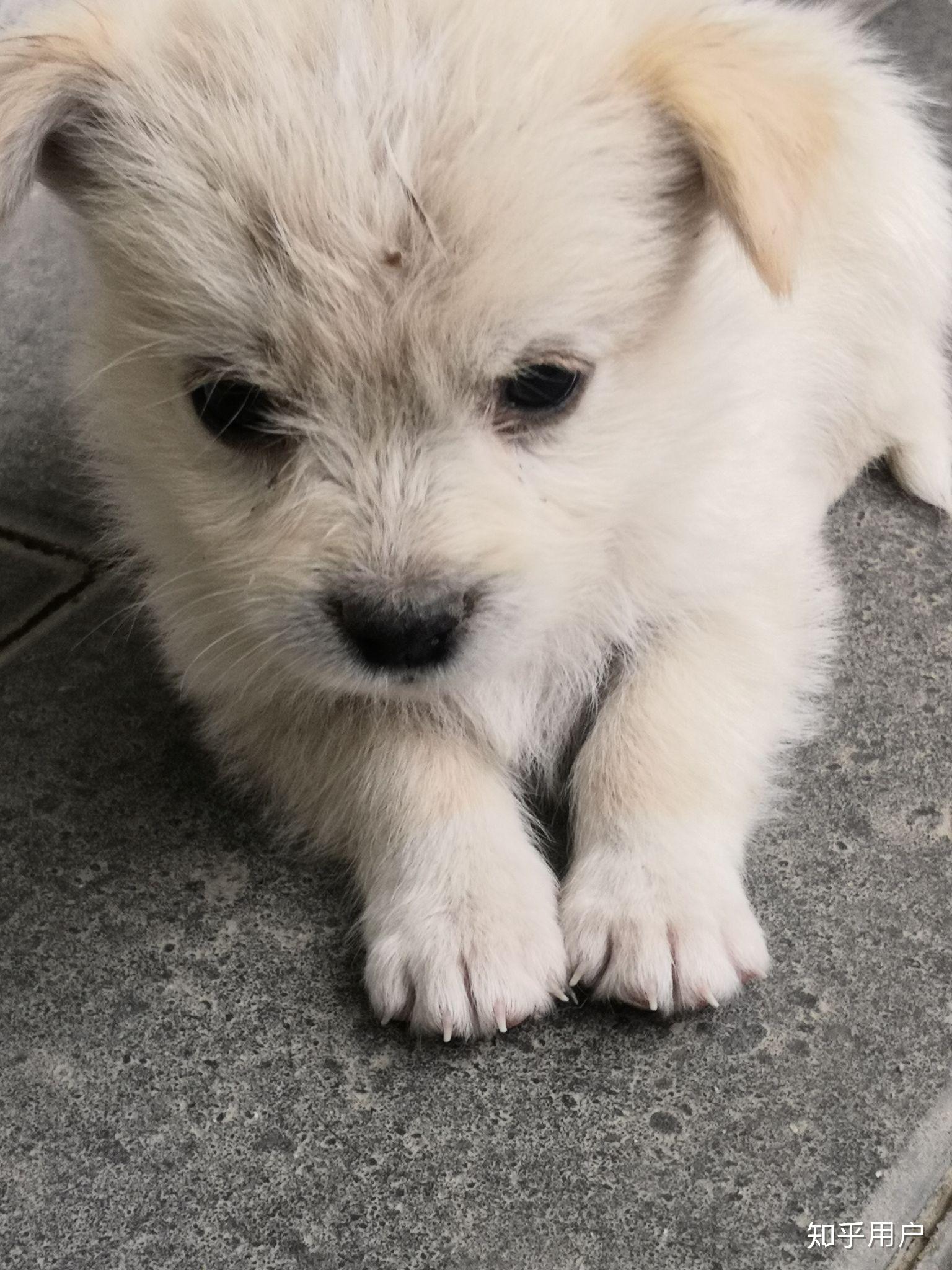 有哪些狗狗小奶狗时期和长大后的对比照片值得分享? - 知乎