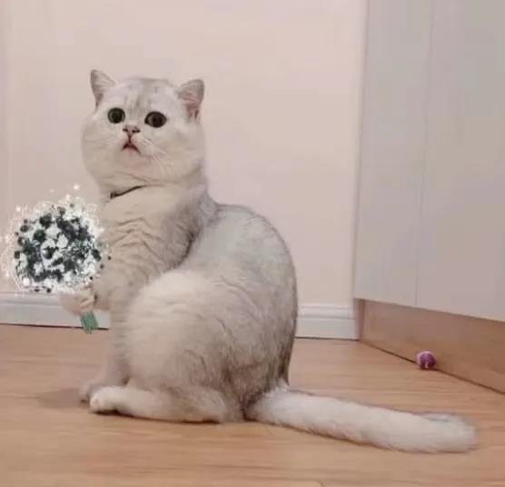 有没有什么惊艳的微信头像?-特别惊艳到人的微信头像