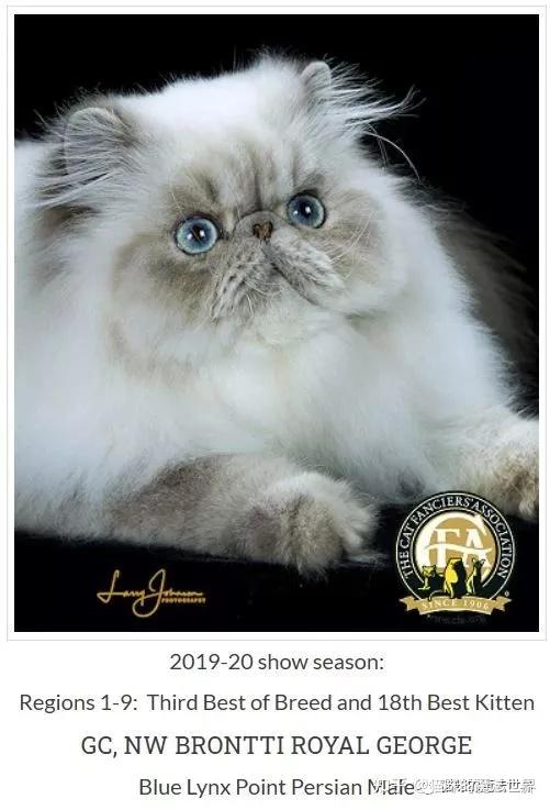 猫咪品种大盘点5喜马拉雅猫