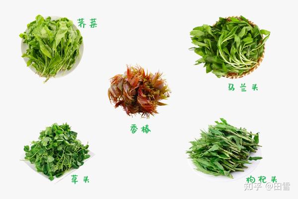 时令蔬菜指什么意思 当季蔬菜4 5月份有哪些 1到12月蔬菜季节表