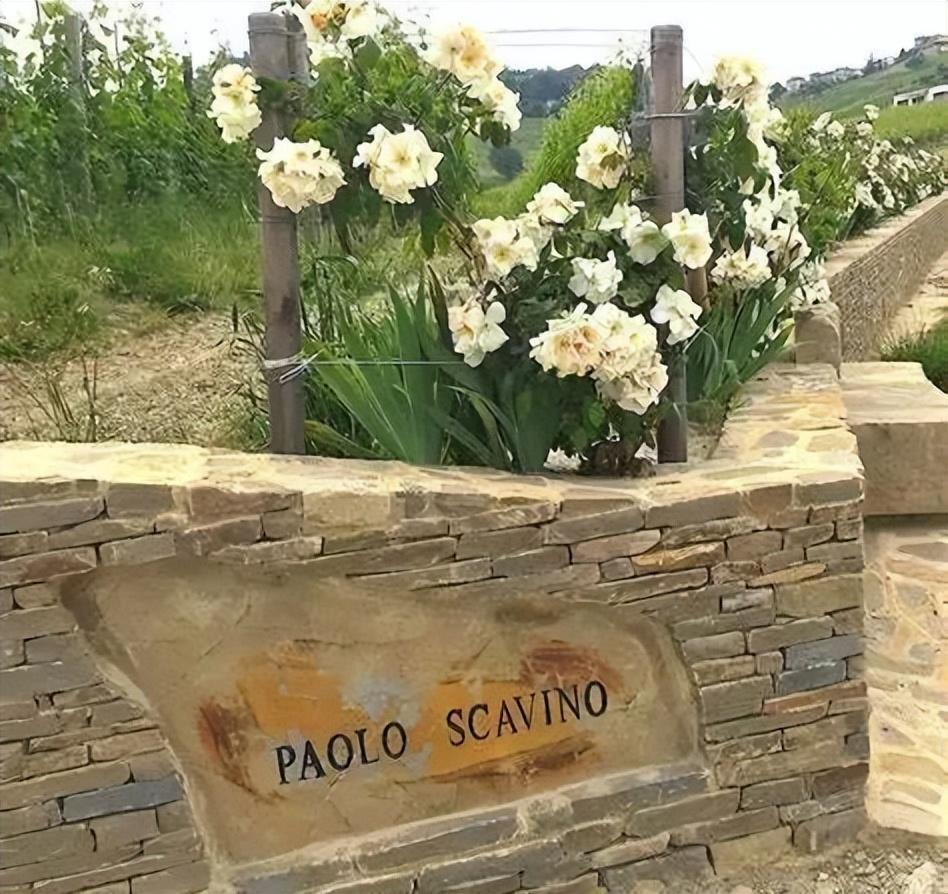新派巴罗洛先锋名庄——宝维诺Paolo Scavino - 知乎