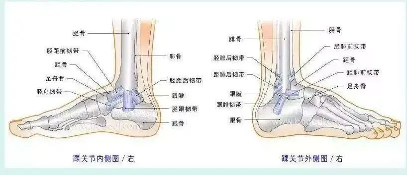 脚腕示意图图片