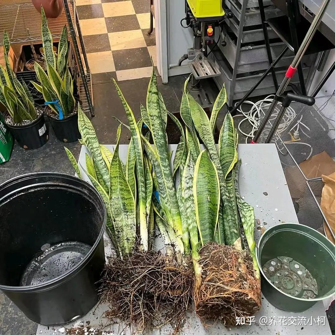 了解盆栽植物积水烂根的原理,少养死很多花 - 知乎
