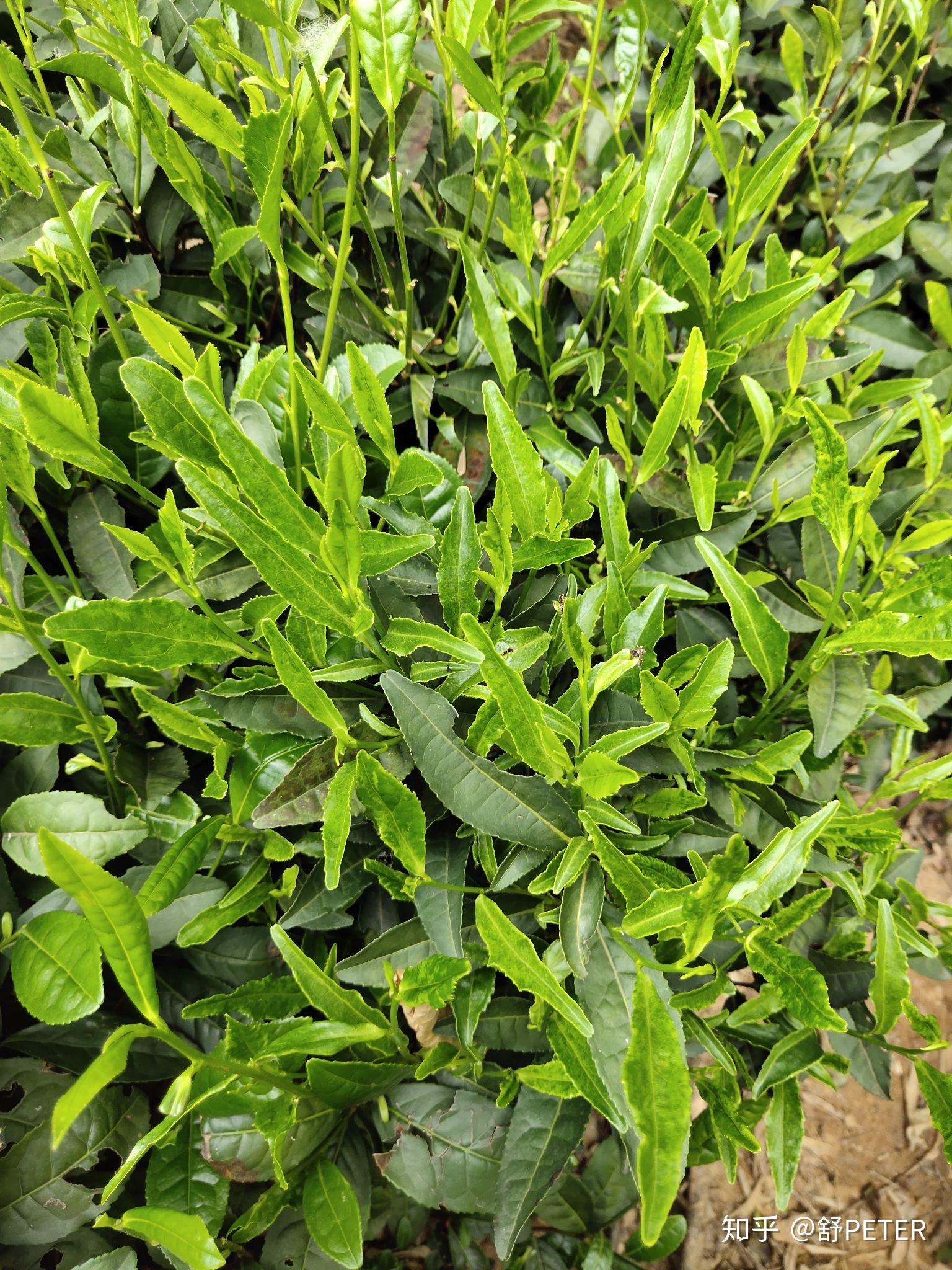 母亲节陪母亲采六安瓜片茶