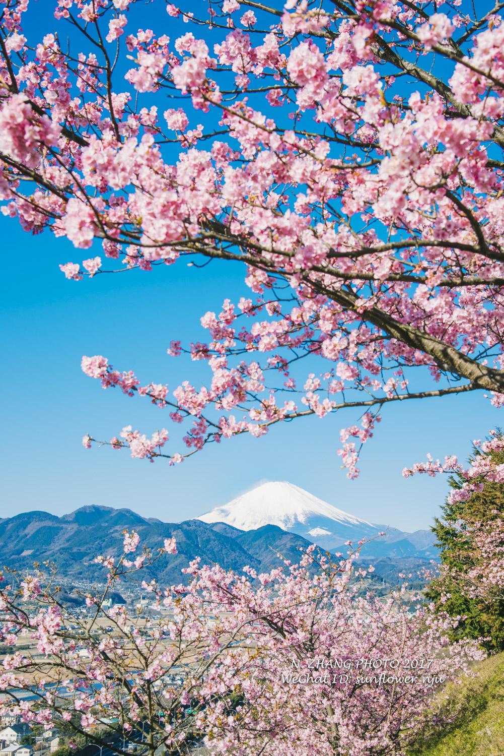 神奈川河津樱满开