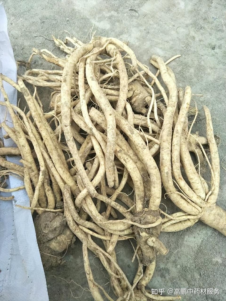 高鹏说药材热点品种防风近期行情走势简析