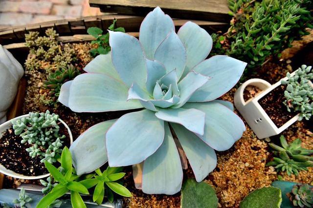 多肉植物每日一肉之薄叶三仙广寒宫