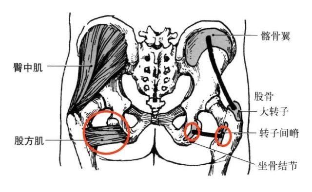干货每天分享一块肌肉股方肌
