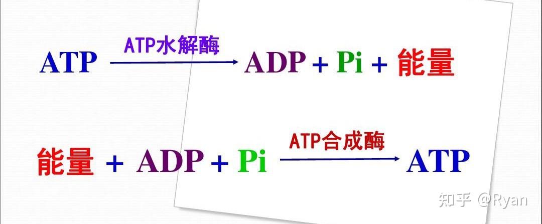 一起学运动生理学—基本能源系统1 - 知乎