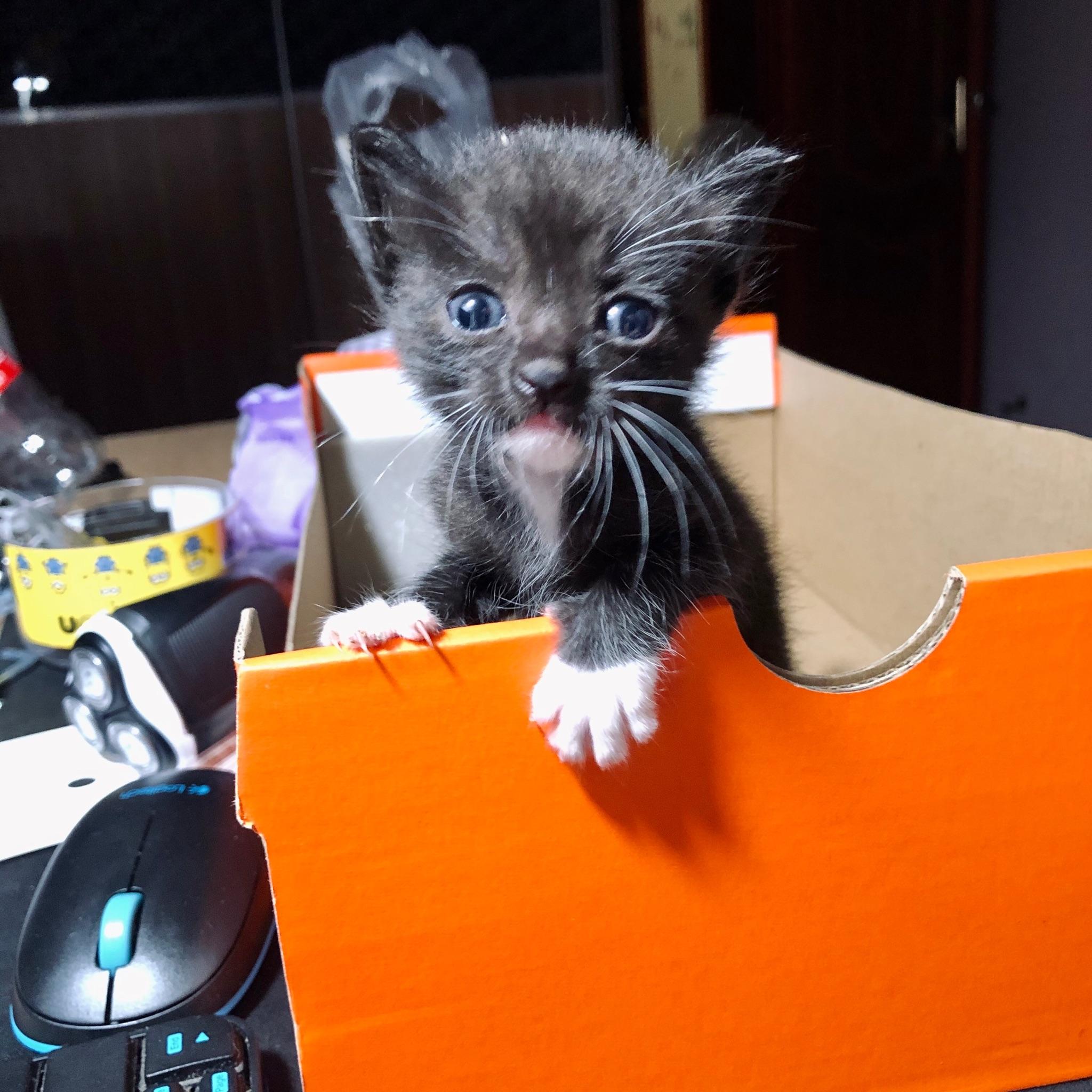 如何用手机拍好一只乌云盖雪的猫? - 知乎