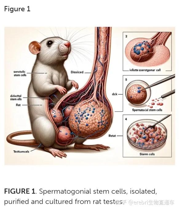 史上最短命论文配图辣眼睛顶尖985医院院长论文发表后三天被撤稿