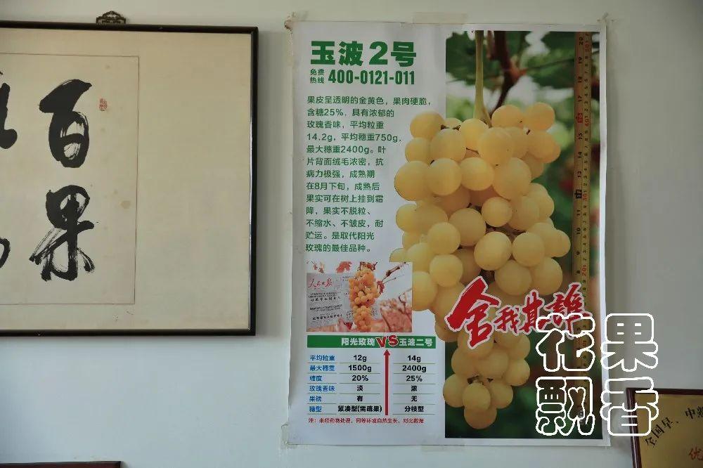 墙上张贴的"玉波二号"宣传画我抬头看了看,瞅见品种介绍的最后一句写