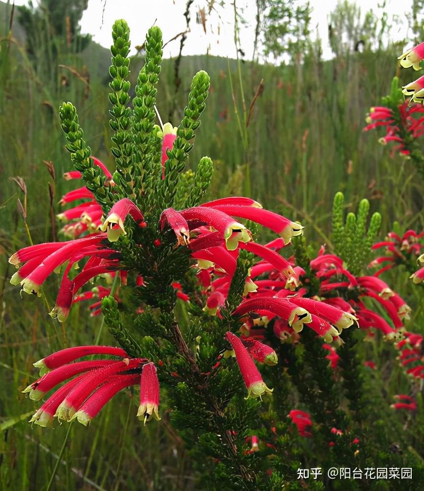 8种“贵族花”,实在太奢侈,动辄上千元,家里有矿才敢买(贵族服饰花纹)