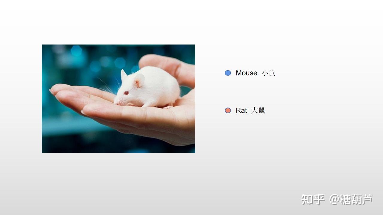 鼠英文课堂如何区别mouse和rat