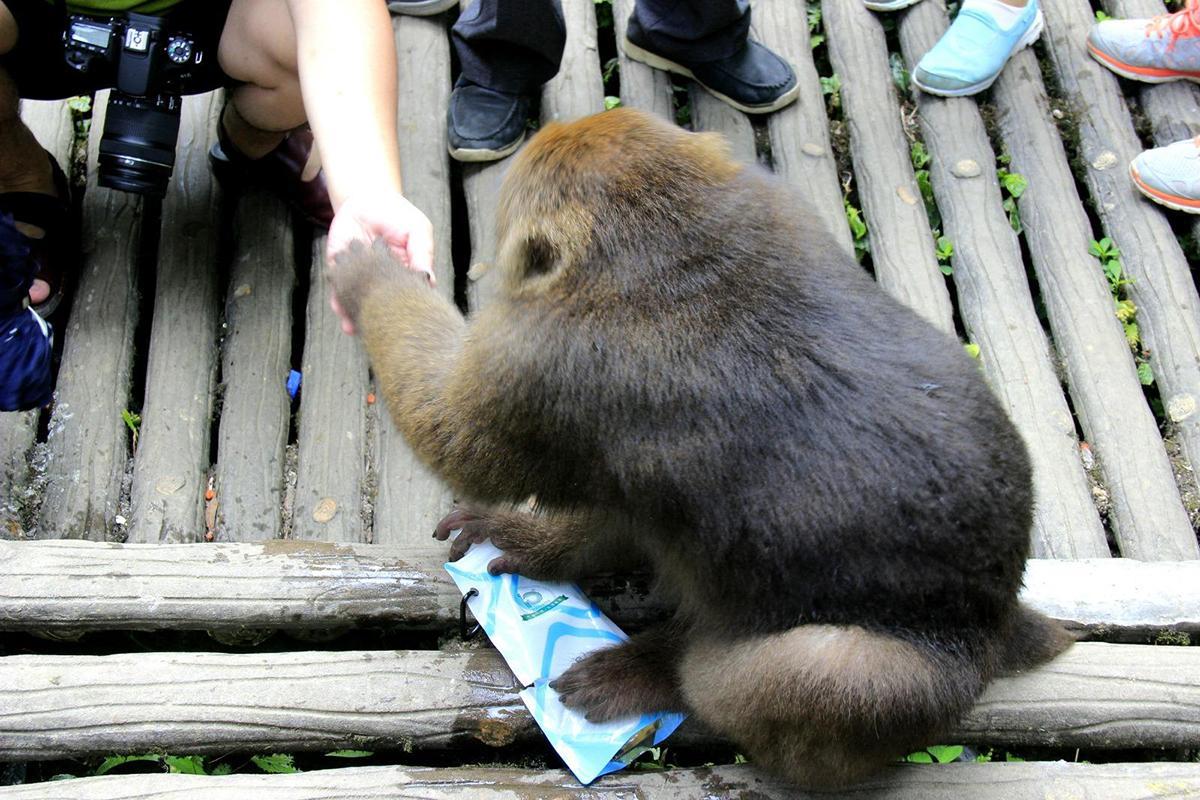 大马猴到底是什么生物？为什么成为老人哄孩子的法宝？ - 知乎