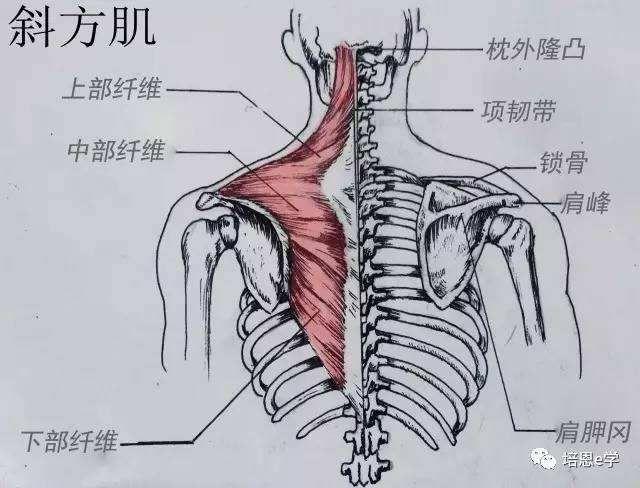 怎樣消除脖子與肩膀間的肌肉?