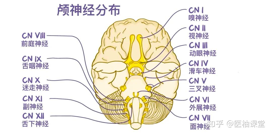 人体解剖学基础：神经系统 - 知乎
