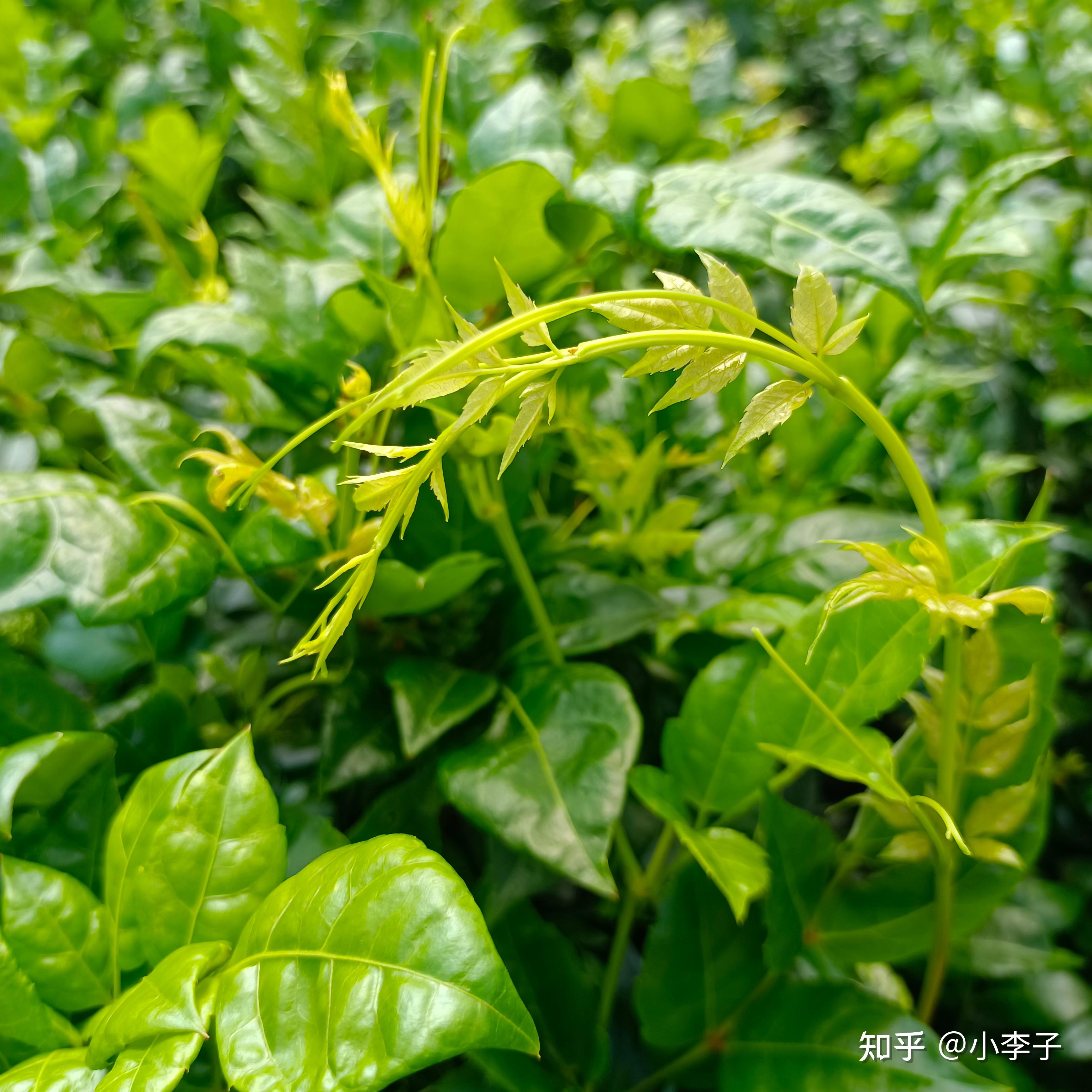 新鲜莓茶图片图片