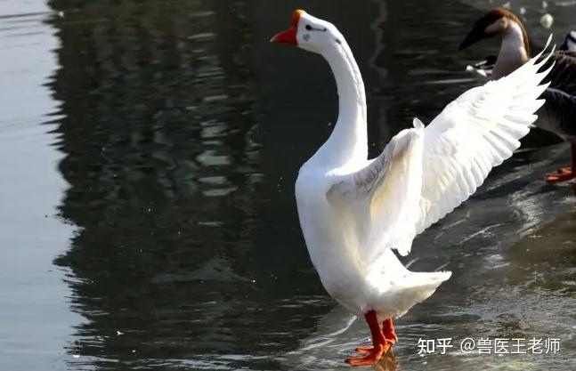 禽醫一銘談小鵝傳染性漿膜炎是怎麼引起的鵝包心包肝是什麼症狀