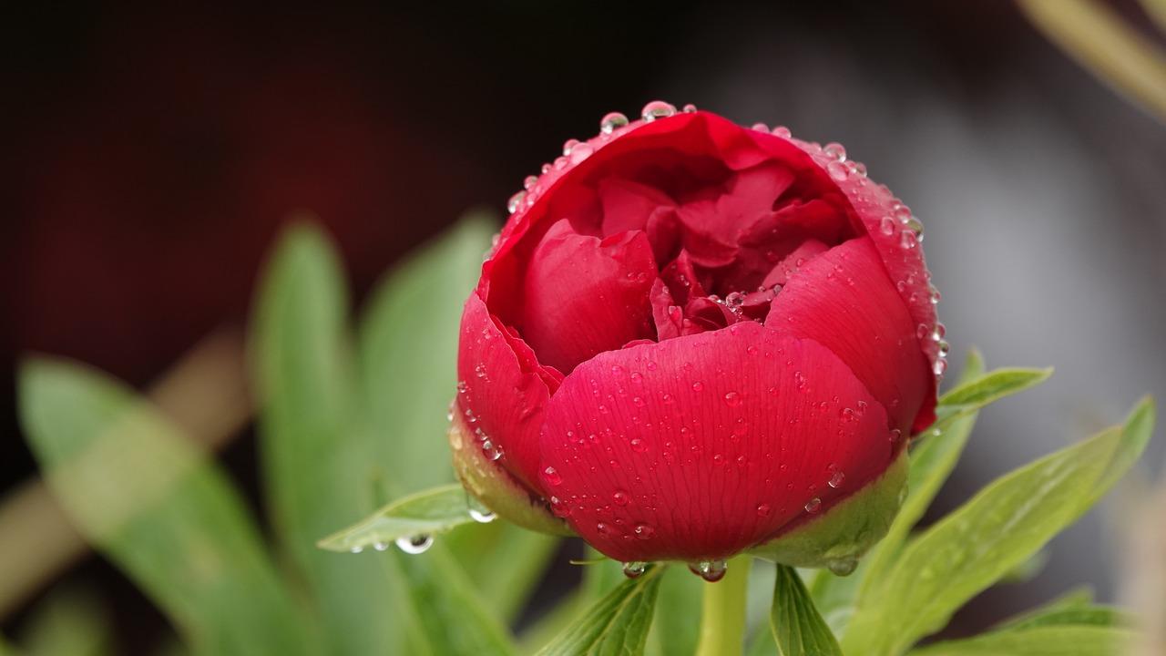 石榴花什么季节