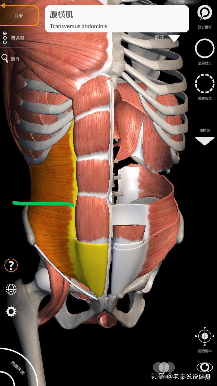 腹侧壁由内向外由哪些肌肉组成其纤维走向如何