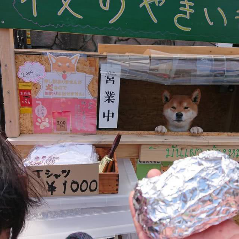 日本街头烤红薯从日本火到国外店长竟然是一条柴犬