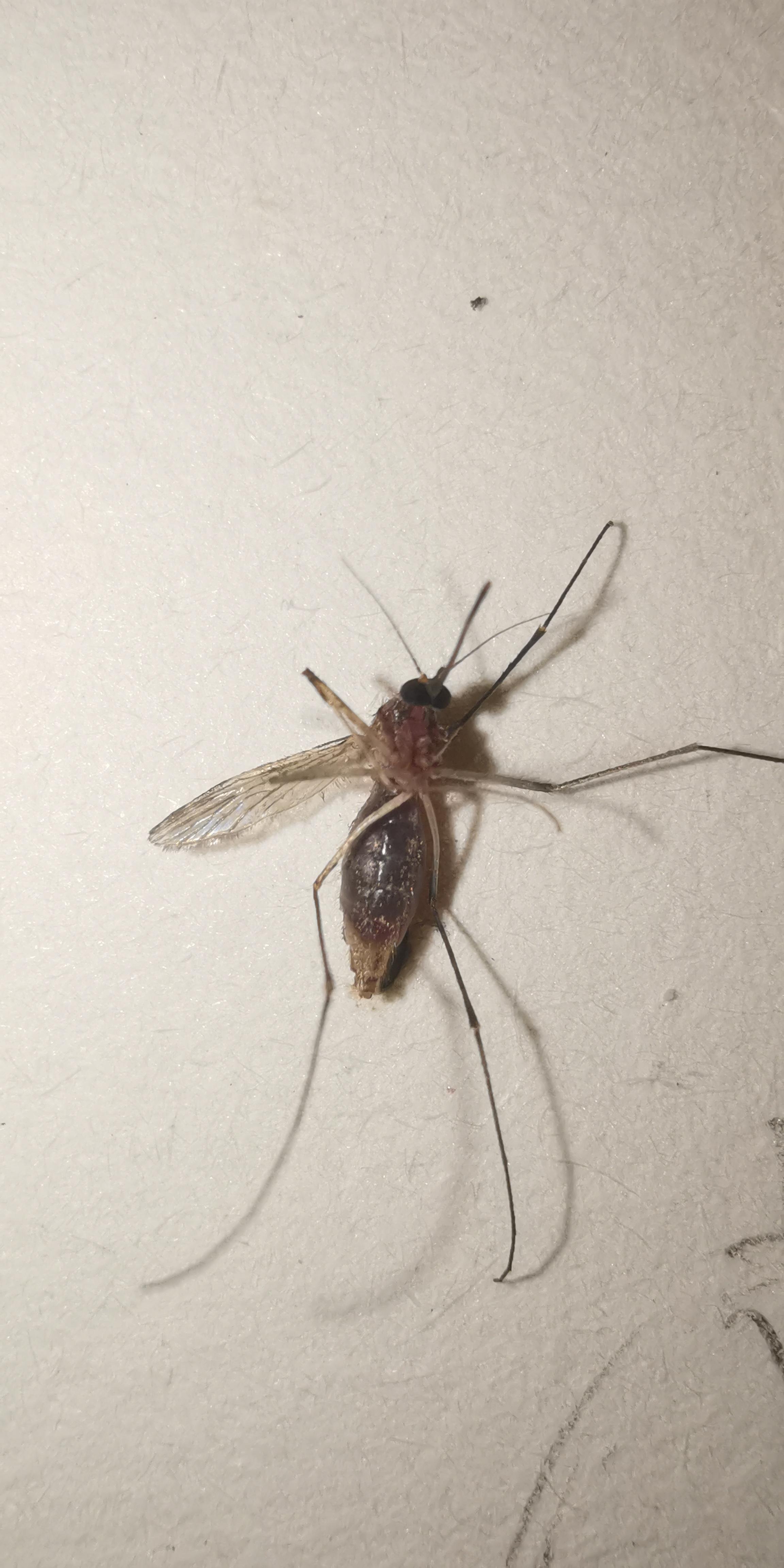 虫子出现在床上这是什么虫