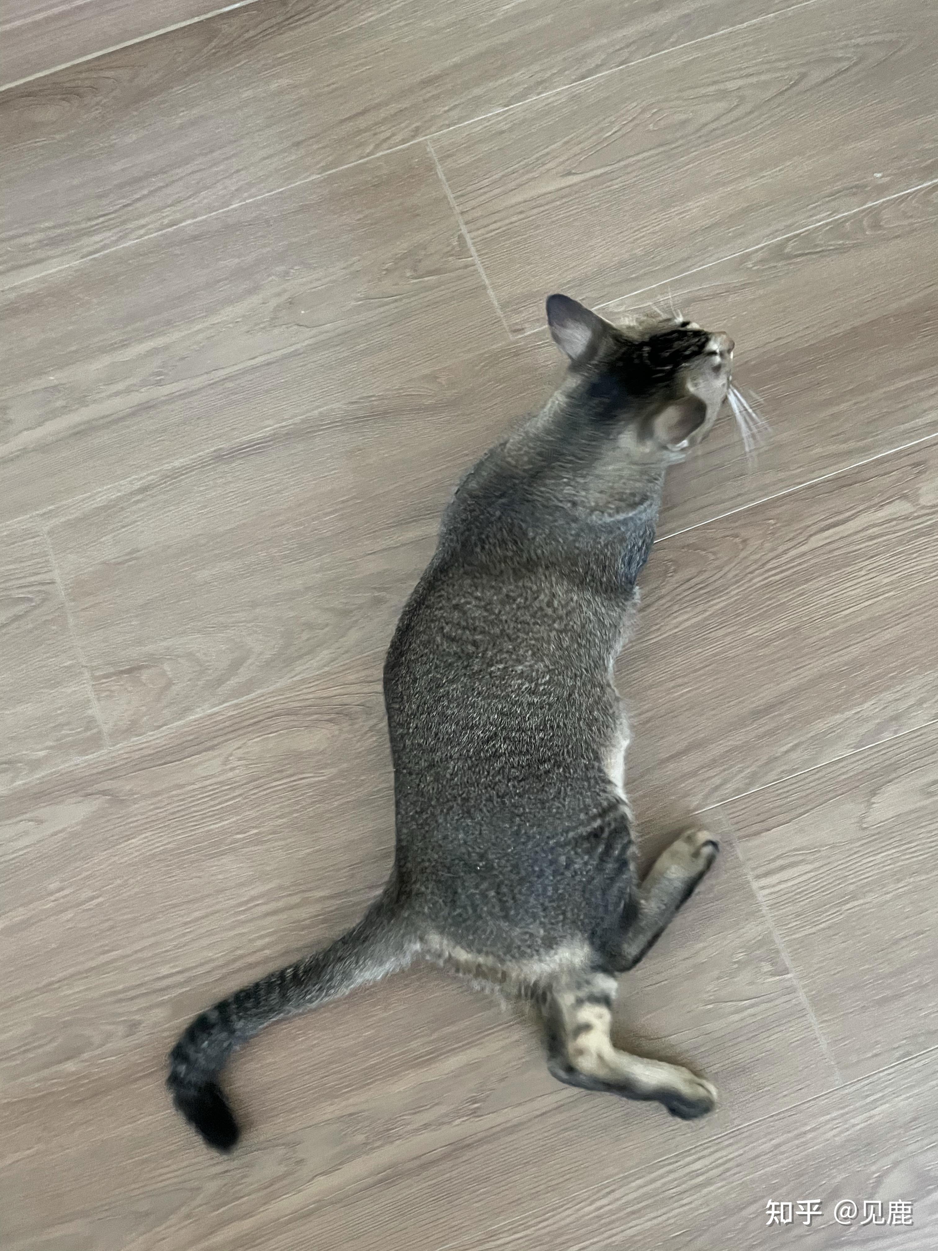 养雀猫麻猫是一种怎样的体验