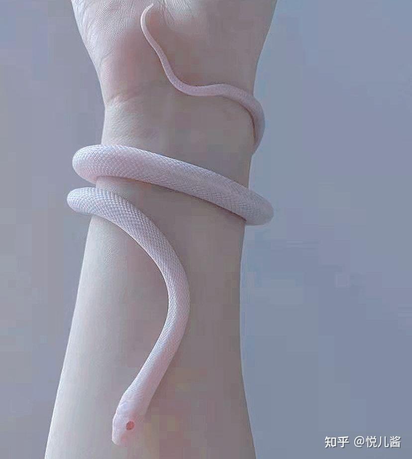 在哪里可以买到宠物蛇啊