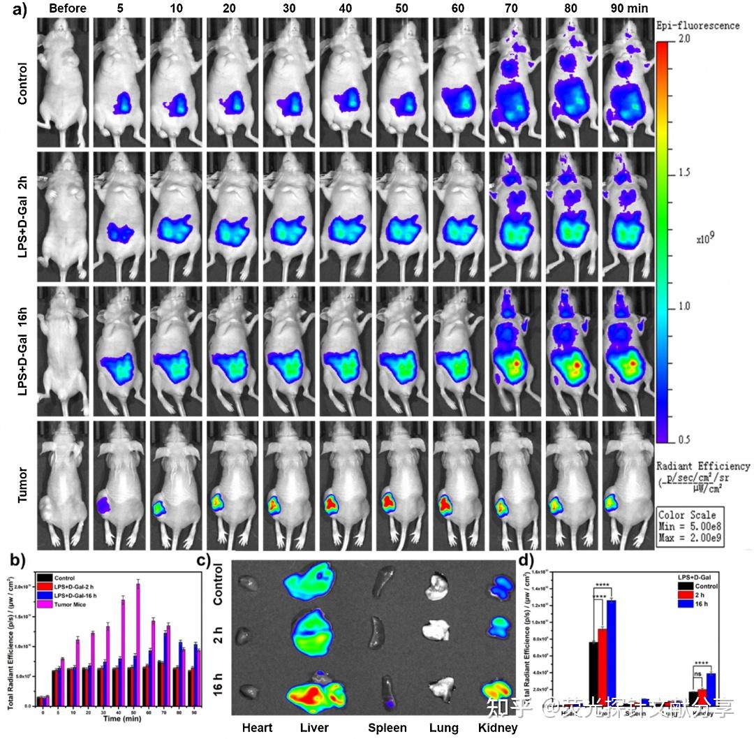sensorsb荧光探针用于检测炎症和肿瘤小鼠pgp1的近红外荧光探针