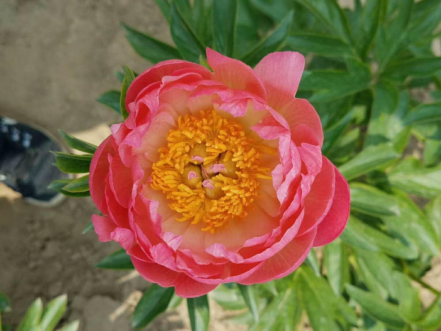 芍药花怎么养 芍药花的功效与作用 知乎