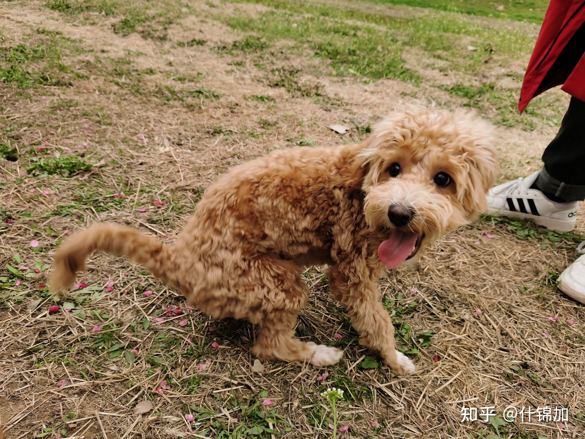 一隻母泰迪和一隻小土狗交配生出來的小狗是什麼形態的