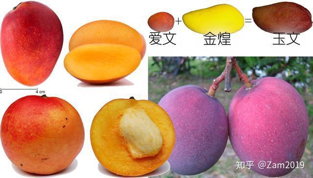 二,常见芒果种类