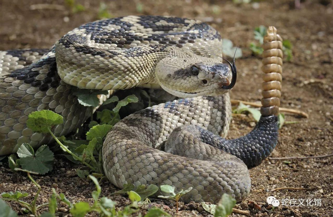 响尾蛇是一种毒性很强的蛇,其尾巴具有特殊的功能