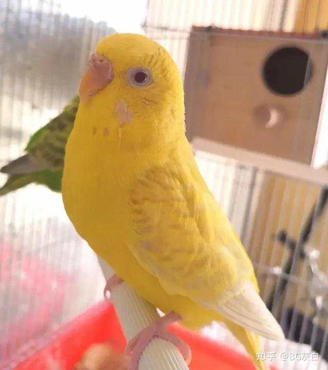 虎皮鹦鹉基因原理 - 草蛉翅种(lacewing) - 知乎