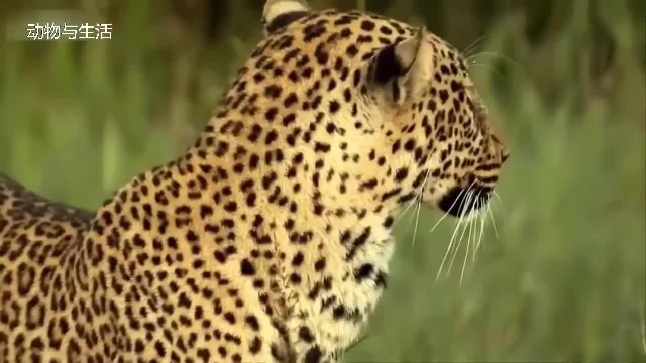 一只花豹飞一般速度爬到树上隐蔽豹子从树上一跃而下咬住羚羊