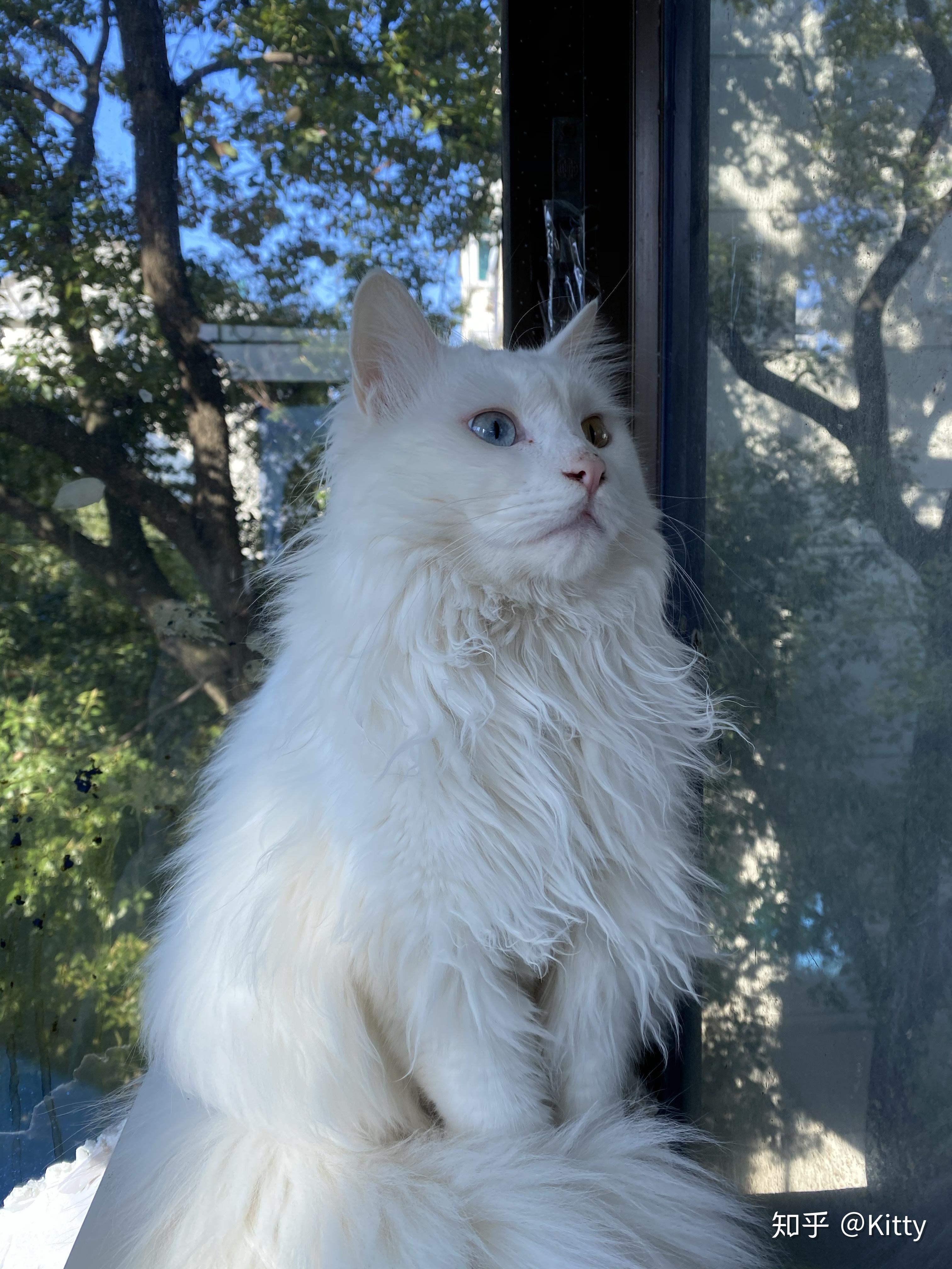 狮子猫为什么被炒到了几千块?