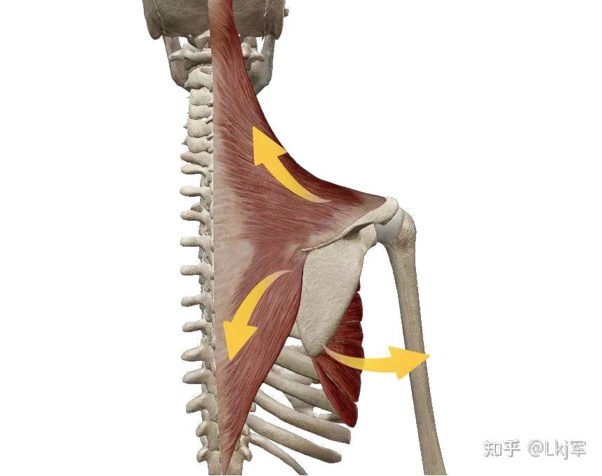 他的功能表达可以上抬,下沉,前引,后缩,上回旋,下回旋,通过不同的肌肉