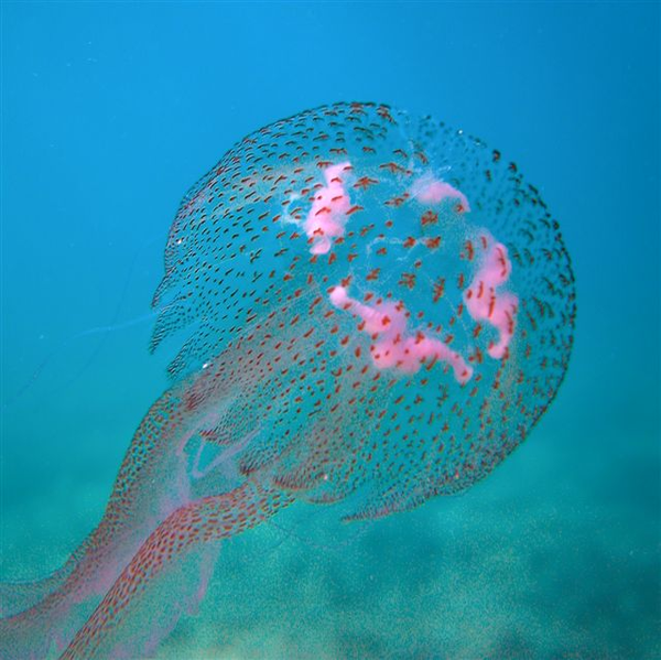 夜光游水母 pelagia noctiluca.图片:alberto romeo