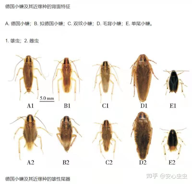 跟蟑螂很像的虫子图片