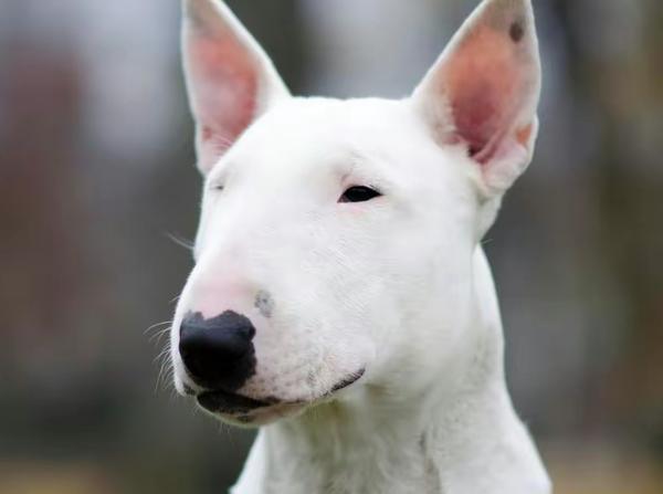 生活中常见的10大烈性犬 - 知乎