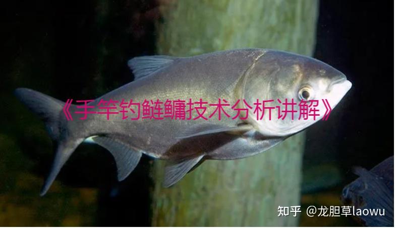 《手竿钓鲢鳙技术分析讲解》 - 知乎