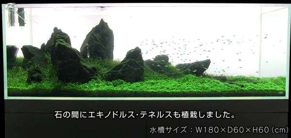 山水石单侧放射状造景缸 站在珠峰下眺会是毕生所愿 知乎