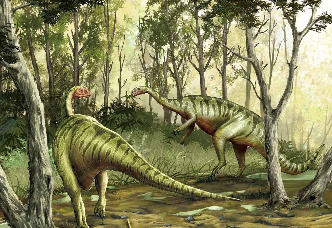 身材纤细的农神龙