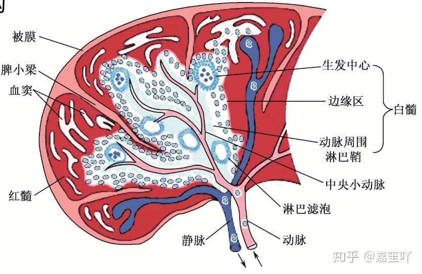 以及某些含有生发中心的器官化的淋巴组织,如扁桃体,小肠的派尔集合