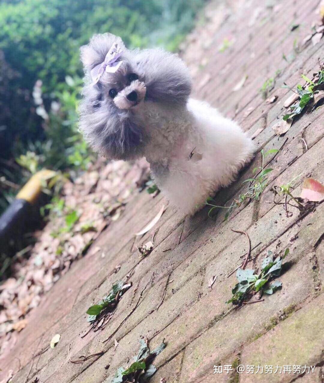 灰白花泰迪尴尬期有多丑蜕变后就有多美