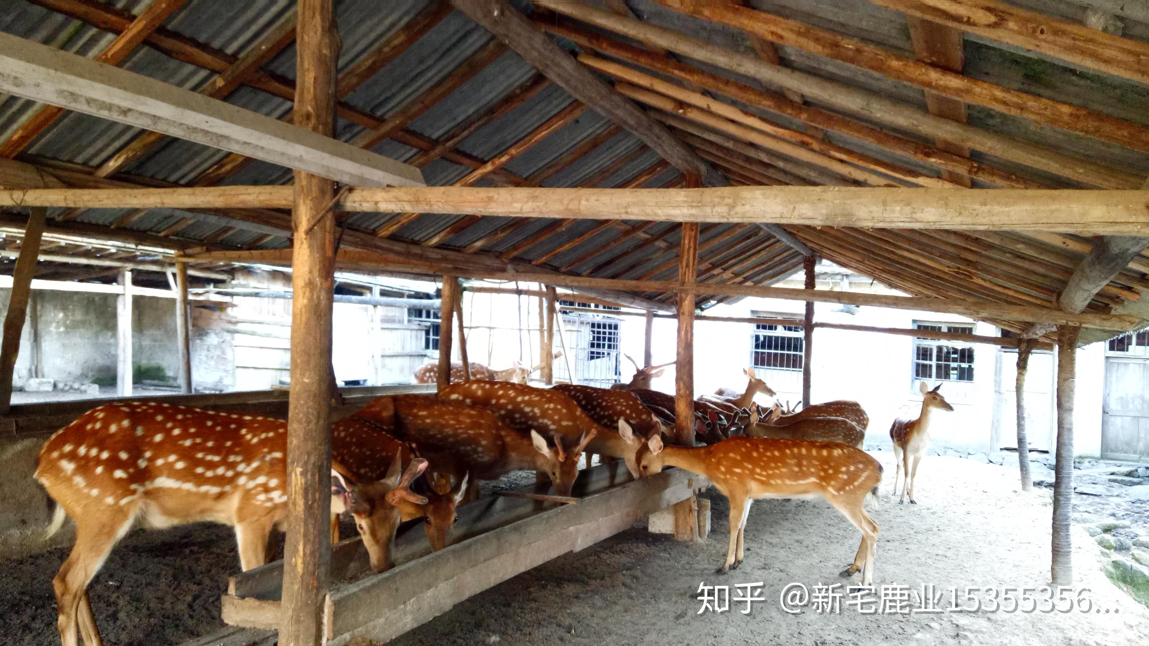 马鹿和梅花鹿与其它养殖动物相比的六大突出特点优势