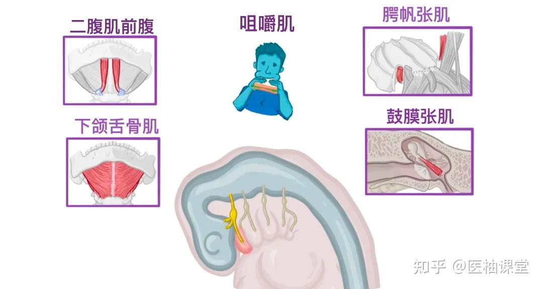 人体解剖学基础: 人体十二对颅神经 - 知乎